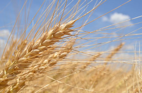 C&acirc;mara Setorial debate expectativa de crescimento na &aacute;rea destina &agrave; produ&ccedil;&atilde;o do trigo paulista