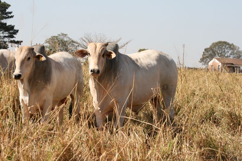 Terminação Intensiva a Pasto (TIP), um sistema vantajoso 365 dias por ano