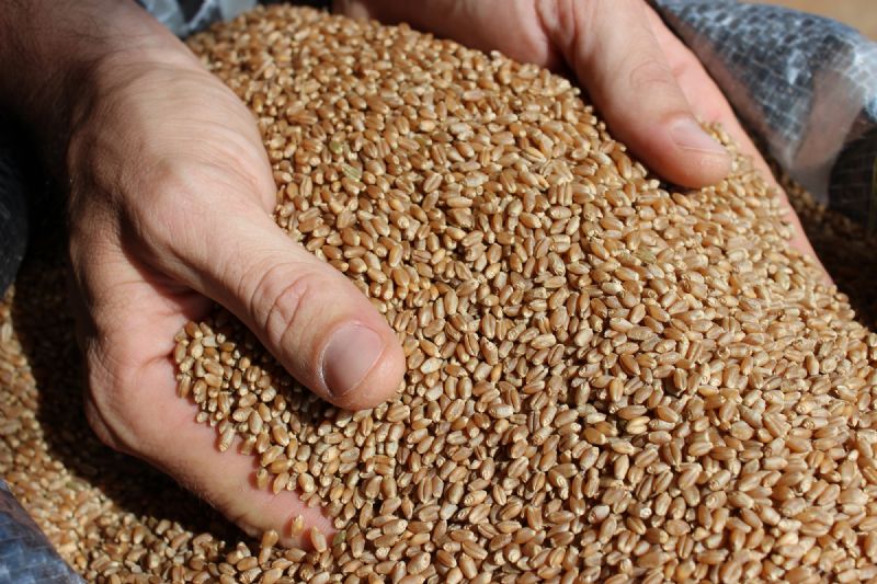 Trigo segregado traz liquidez e remuneração distinta