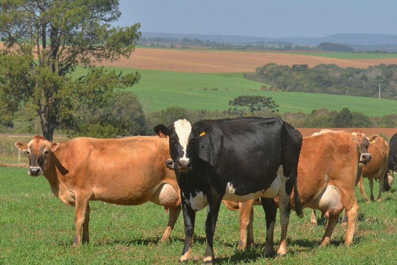 Pecuária de leite: monitorar a saúde das vacas em período de transição é fundamental para o sucesso da lactação