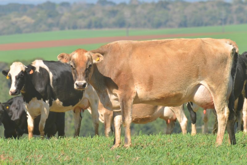 Preço de leite pago ao produtor tem queda drástica no início de 2021