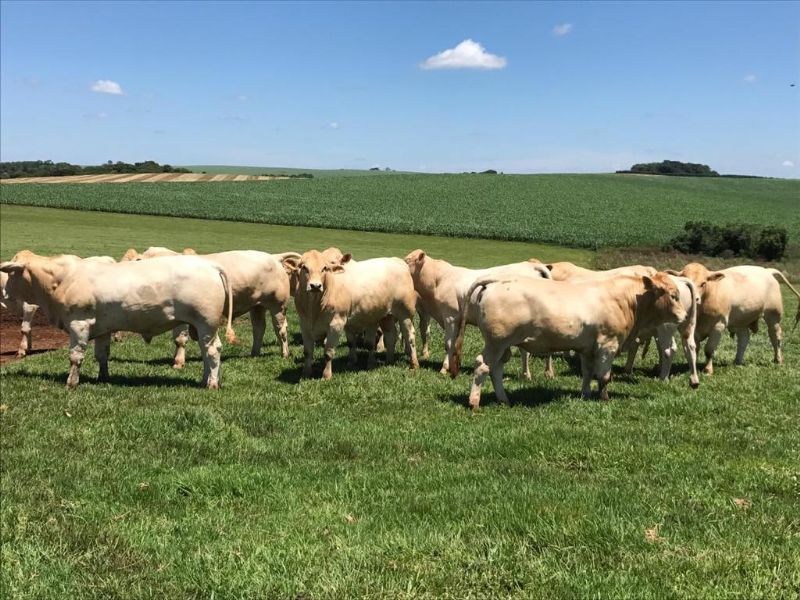 Fazenda Vista Alegre inicia provas de avaliação genética