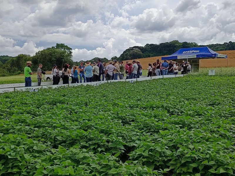 Cultura do feijão é tema de dia de campo