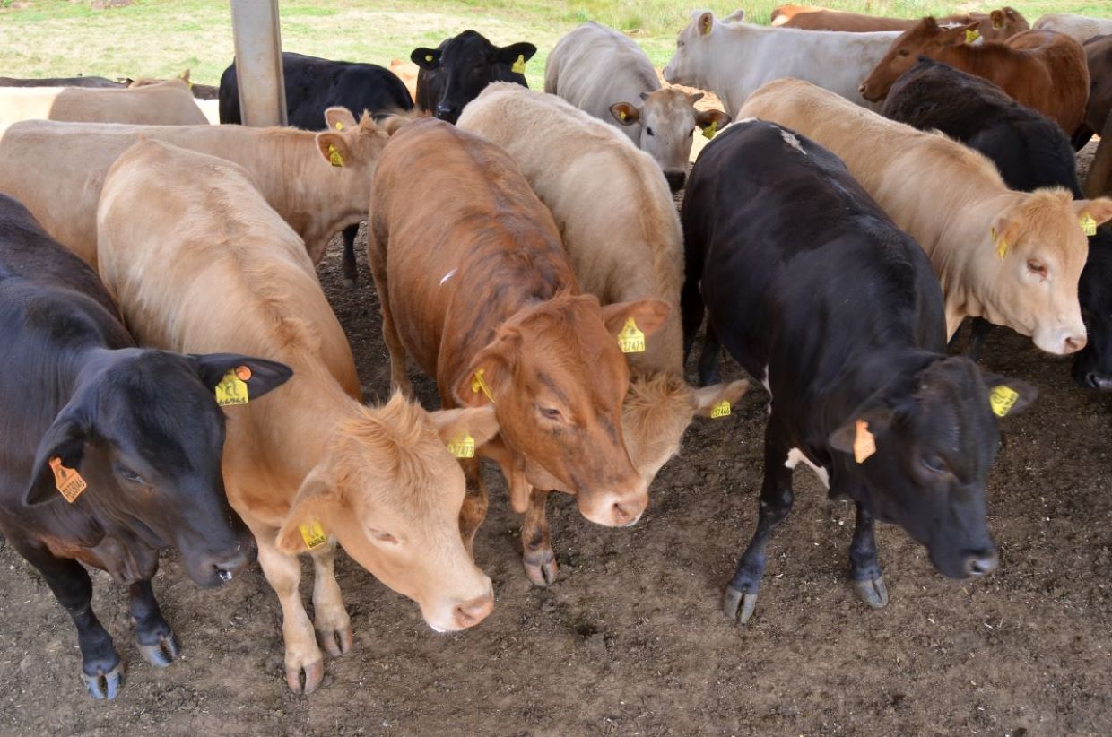 Pecuária Moderna passa a ter comitê-gestor para turbinar setor no Paraná