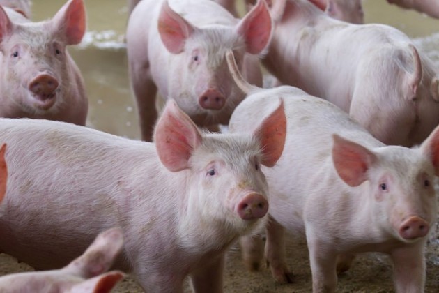 Em 2016, produ&ccedil;&atilde;o de ovos e abate de frangos e su&iacute;nos s&atilde;o recordes