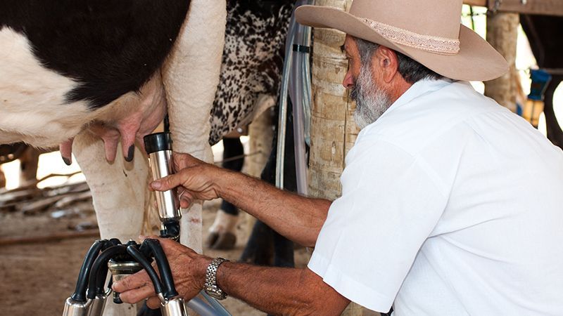 Produtores de leite terão "Plantão Forrageiro"