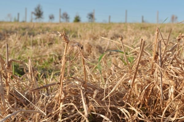 Palestra e Tarde de Campo Pecu&aacute;ria Moderna abordar&aacute; pastagens degradadas