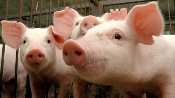  Tonisity apresenta suplemento alimentar su&iacute;no que reduz mortalidade de leit&otilde;es