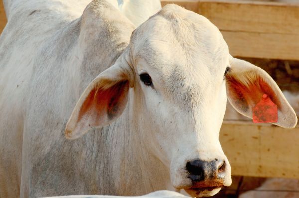  Leil&atilde;o das Fazendas Sant’Anna destaca oportunidades no mercado de gen&eacute;tica