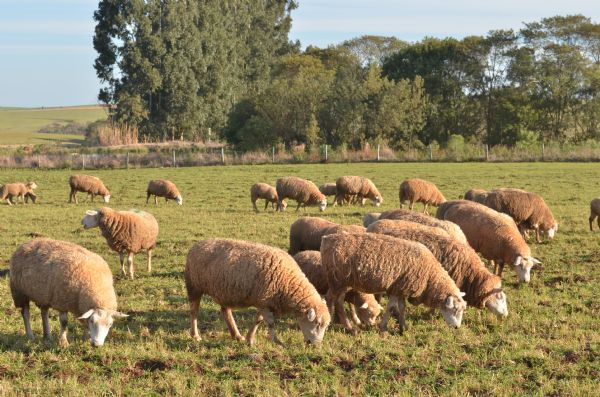 Sindicato Rural e Senar promovem curso de Forragicultura