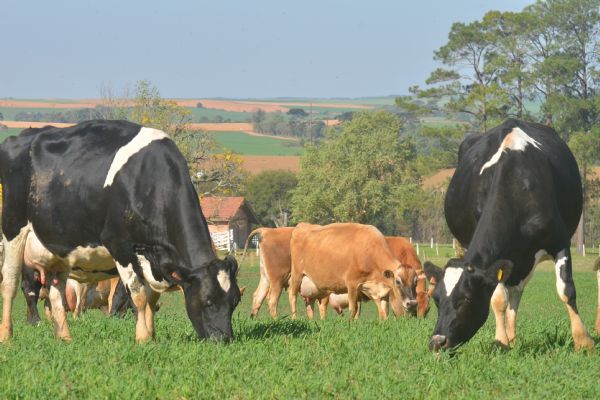 II Simp&oacute;sio Regional de Bovinocultura de Leite est&aacute; imperd&iacute;vel
